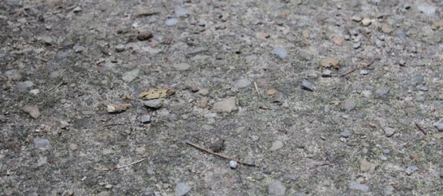 세계에서 제일 작은 개구리 세계에서 제일 작은 개구리